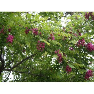 Agát biely (Robinia pseudocacacia) ´CASQUE ROUGE´ ®  - výška 200-250 cm, obvod kmeňa 6/8 cm, kont. C18L (-34°C)  